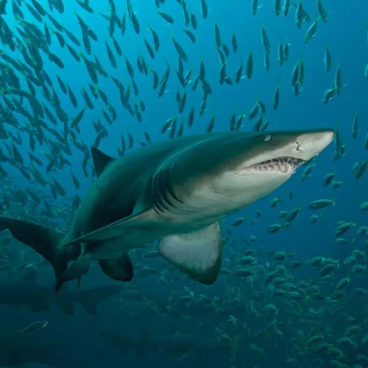 Close-up view of a striking Sand Tiger Shark swimming gracefully in the ocean depths.