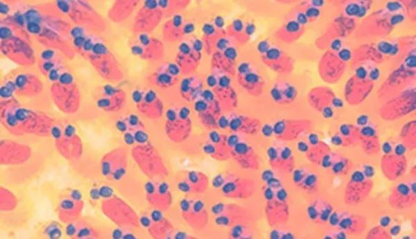 Clowfish Eggs
