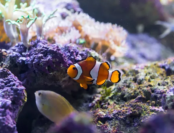 Clown Fish Img 0308