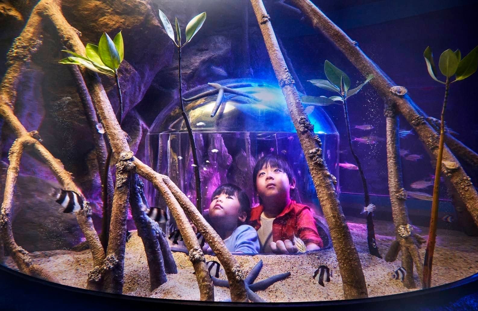 3 kids looking at sea creatures in Sea Life Bangkok Ocean World's rockpool