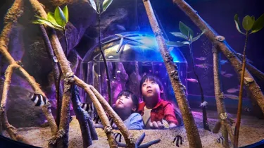 3 kids looking at sea creatures in Sea Life Bangkok Ocean World's rockpool