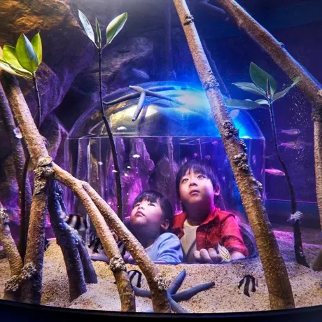 3 kids looking at sea creatures in Sea Life Bangkok Ocean World's rockpool