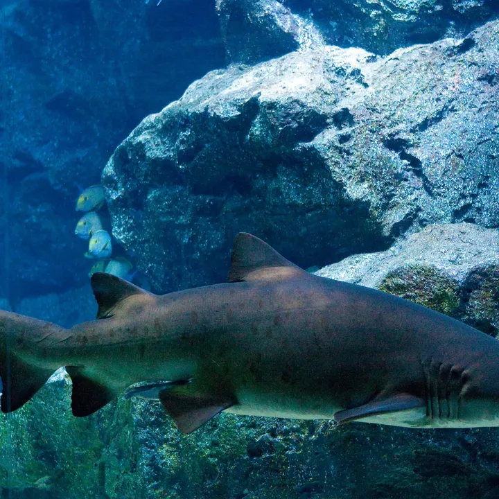 Sandtiger