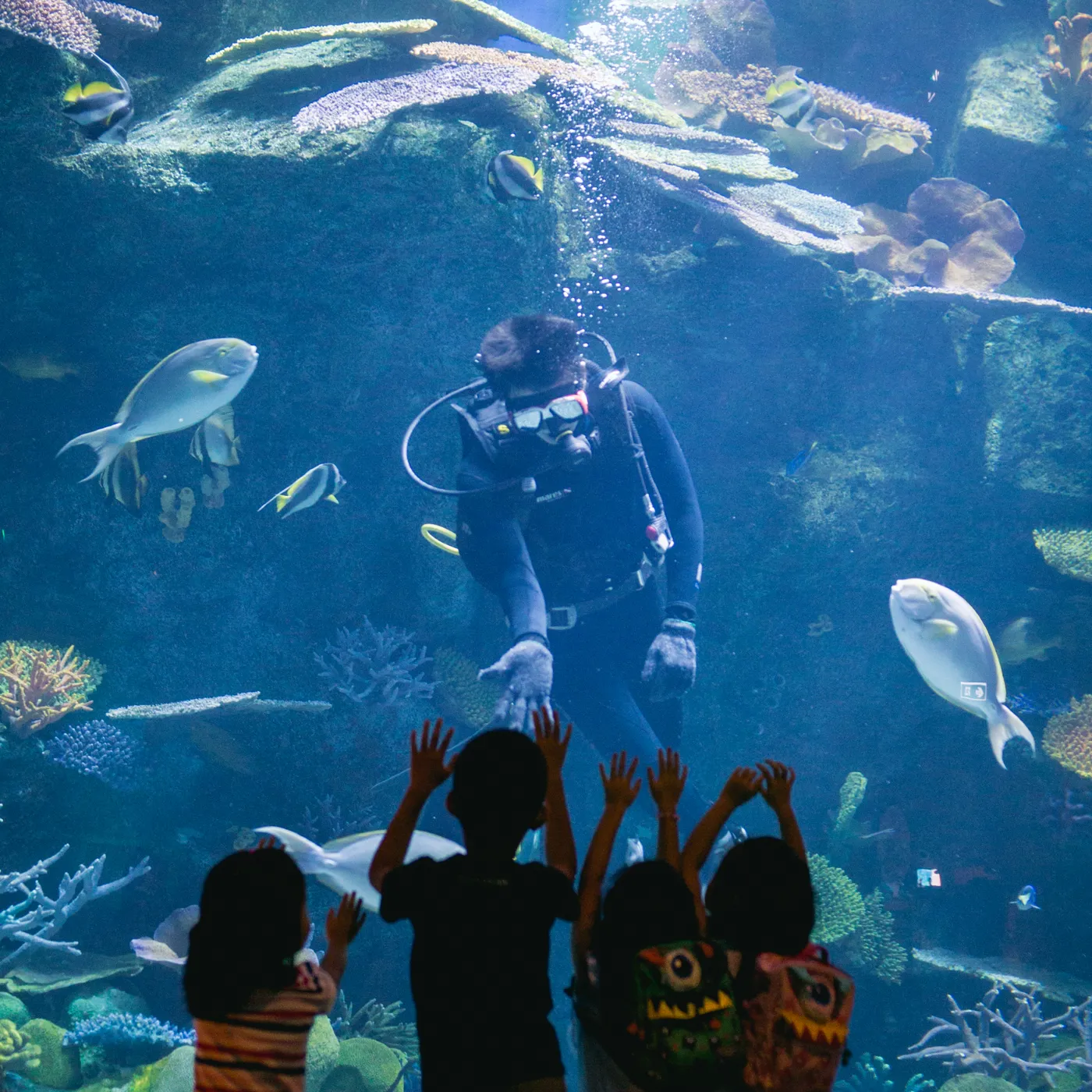 Discover An Amazing Underwater World | SEA LIFE Bangkok Ocean World