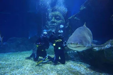 2 people swimming in full diving suits next to a shark in Sea Life Bangkok's Shark Ship Wreck diving experience