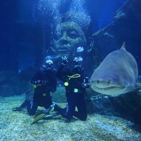 2 people swimming in full diving suits next to a shark in Sea Life Bangkok's Shark Ship Wreck diving experience