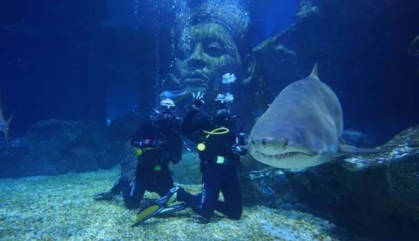 2 people swimming in full diving suits next to a shark in Sea Life Bangkok's Shark Ship Wreck diving experience