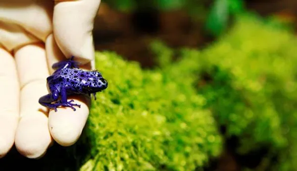 Dart Frog Launch 006