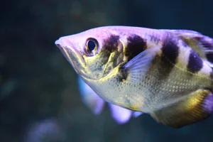Archerfish