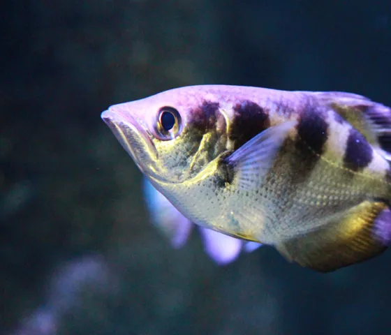 Archerfish