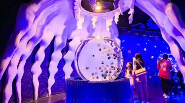 Jelly Fish Dome