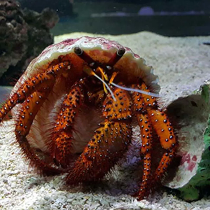 Rockpool Life Rockpool Inhabitants | SEA LIFE Bangkok Ocean World