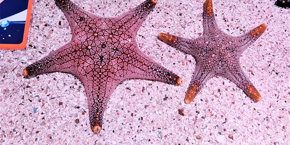 Rockpool Life Rockpool Inhabitants | SEA LIFE 曼谷海洋世界