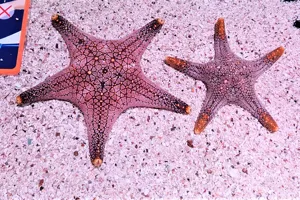Starfish2134