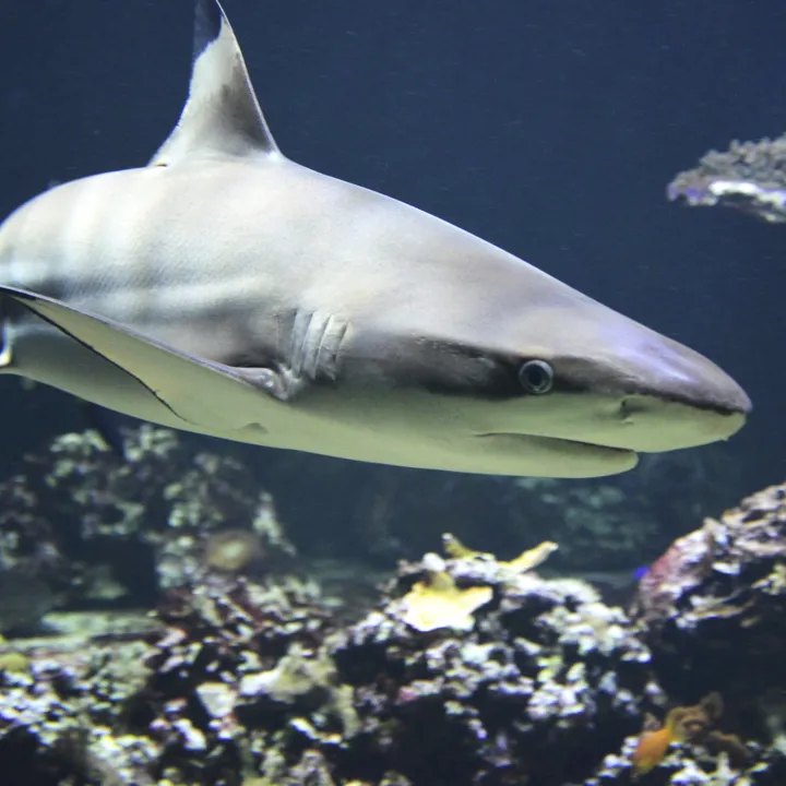 Graceful black-tip reef shark gliding through the crystal-clear waters, a captivating sight of underwater elegance.