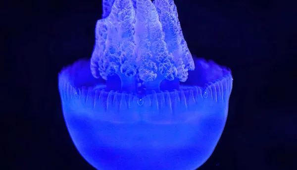 Blue Bubble