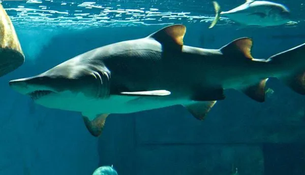 Sand Tiger Shark