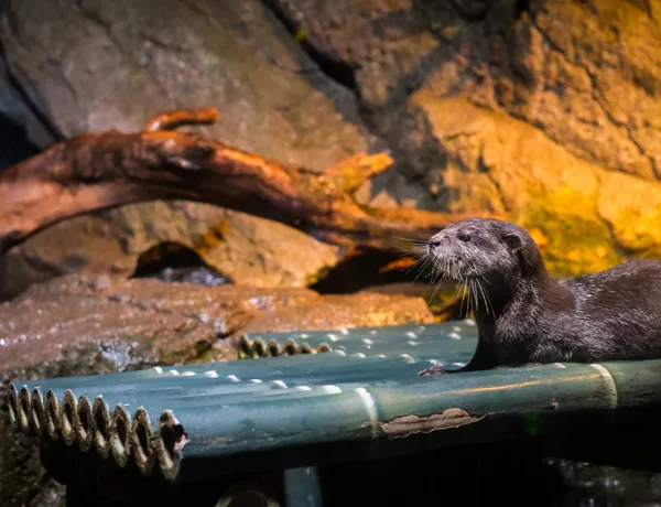 Otter (1)