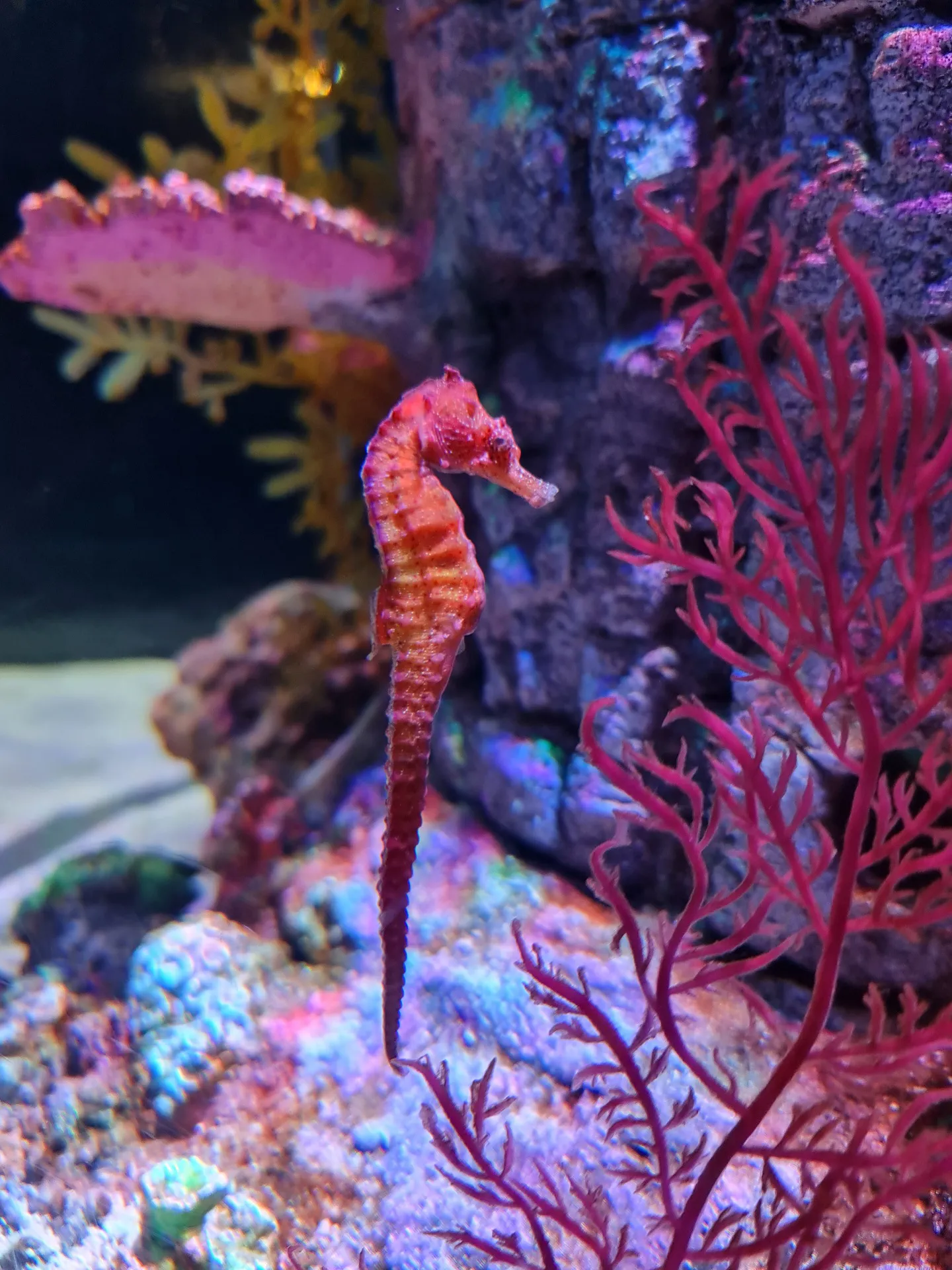 Seahorse 2020