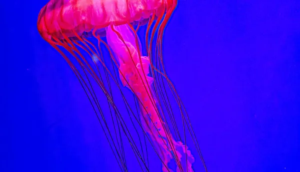 Pacific Sea Nettle