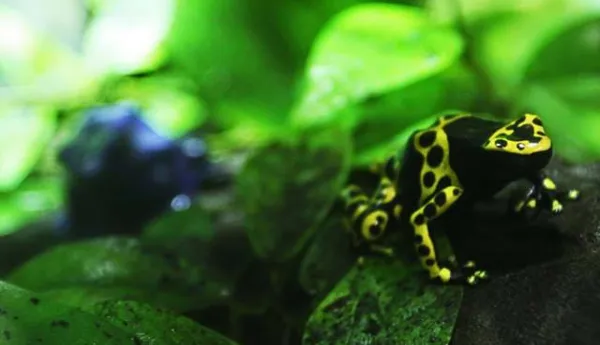 Dart Frog