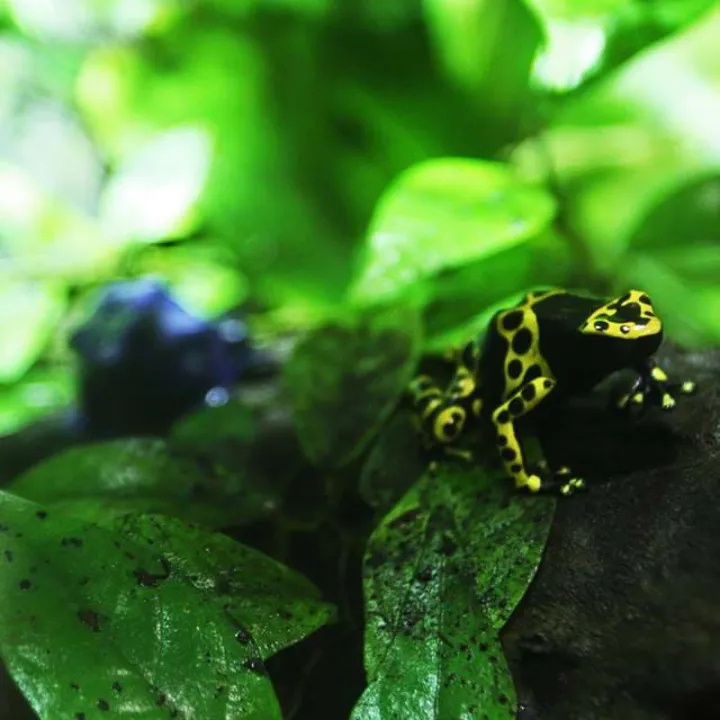 Dart Frog
