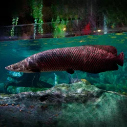 Fish Red