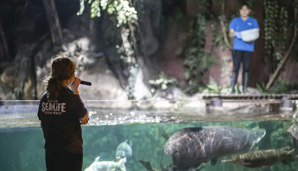 Fresh water fish feeding session at SEA LIFE Bangkok Ocean World.