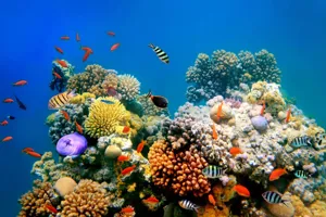 Coral reefs in Sea Life Bangkok Ocean World aquarium