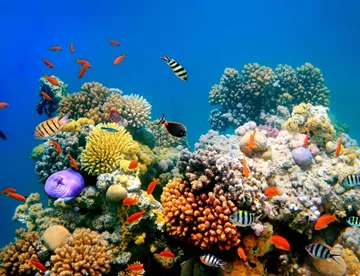 Coral reefs in Sea Life Bangkok Ocean World aquarium