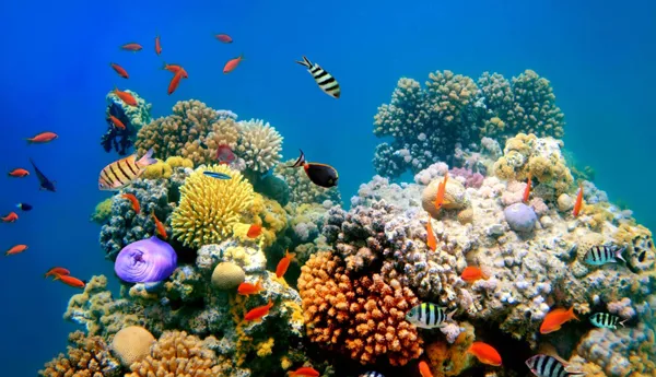 Coral reefs in Sea Life Bangkok Ocean World aquarium