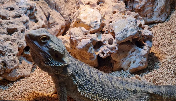 Bearded Dragon2