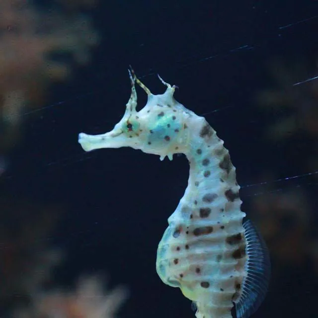 Big Belly Seahorse