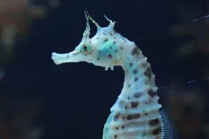 Big Belly Seahorse