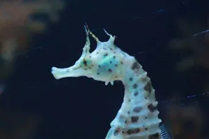 Big Belly Seahorse