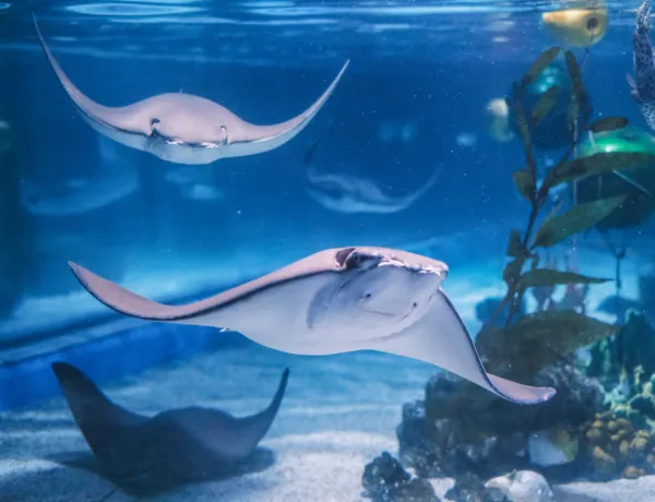 Rays