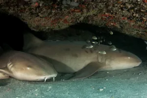 Nurse Shark