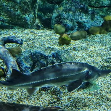 Sturgeon