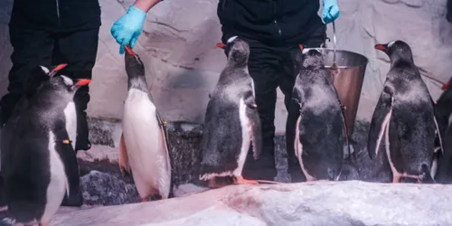 Professional caretakers feeding penguins at SEA LIFE Bangkok Ocean World.