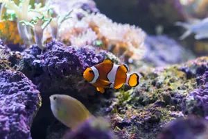 Clown Fish IMG 0308