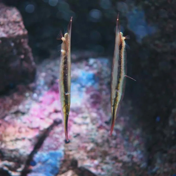Spiny Lobster | SEA LIFE Bangkok Ocean World