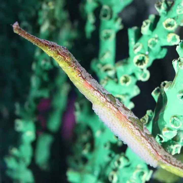 Alligator Pipefish