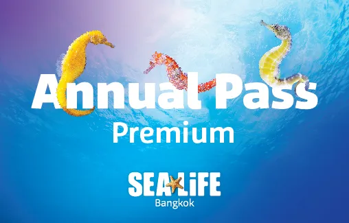 Annual Pass 2022 2 PC Copy 2 (1)
