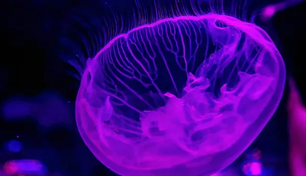 Moon Jellyfish