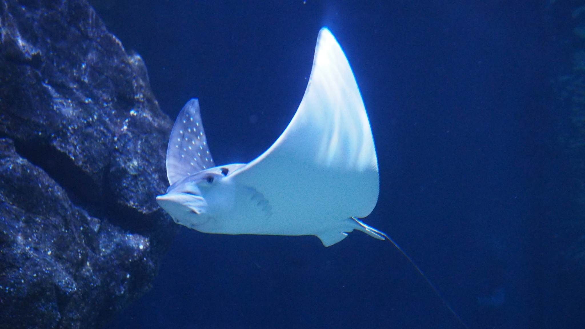Graceful eagle ray swimming in the water at SEA LIFE Bangkok Ocean World, showcasing its elegant movements during feeding time.
