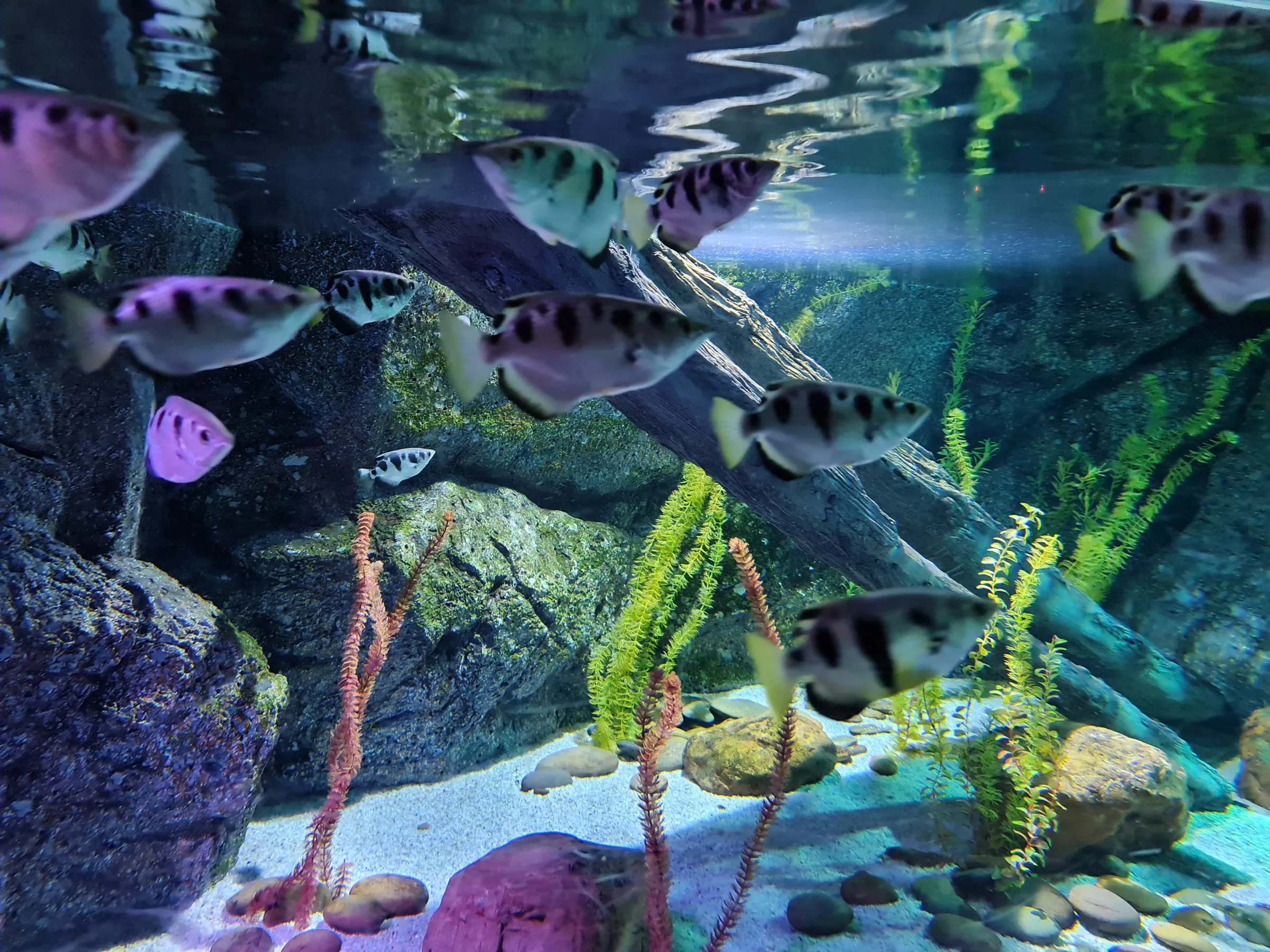 Archerfish RF