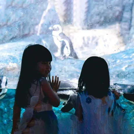 See turtles and various animals during feeding time at Sea Life Bangkok Ocean World