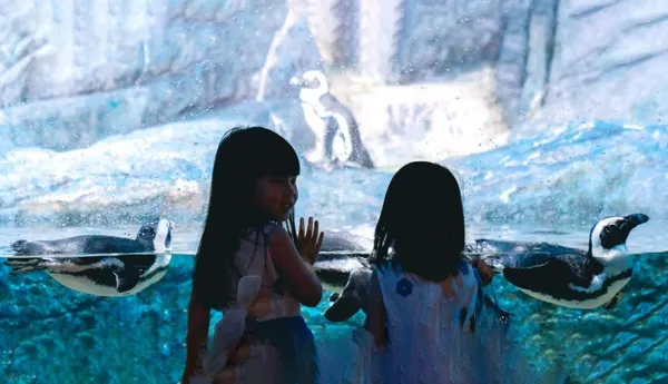 See turtles and various animals during feeding time at Sea Life Bangkok Ocean World