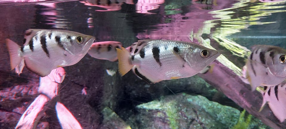 Colorful archerfish swimming in a vibrant coral reef ecosystem at SEA LIFE Bangkok Ocean World.