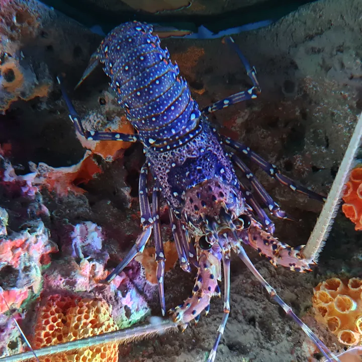 Spiny Lobster SEA LIFE Bangkok Ocean World